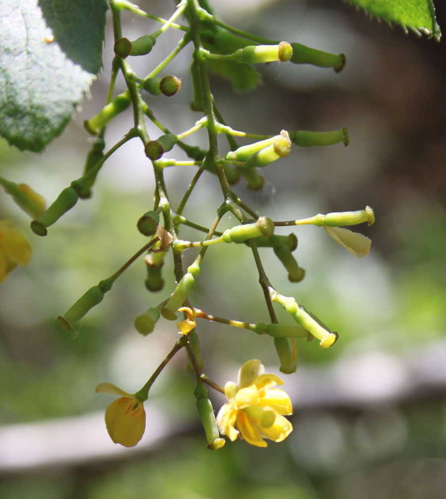 bosco misto . Berberis vulgaris